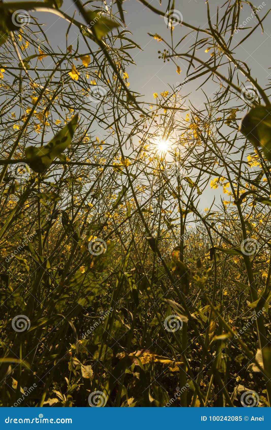 golden warm looking photo of tall rapeseed plants and wild oats with sun shining through them in the background