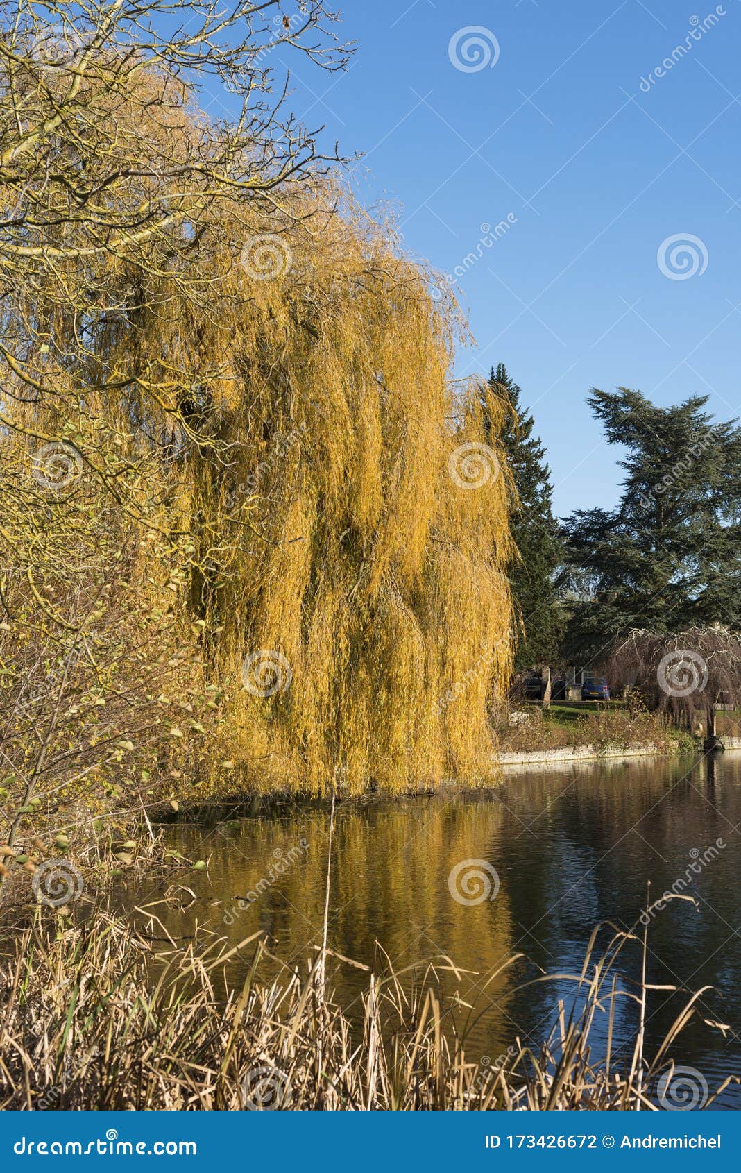 A Golden Weeping Willow Tree In Autumn Stock Photo Image Of England Scenic 173426672,Daisy Flower