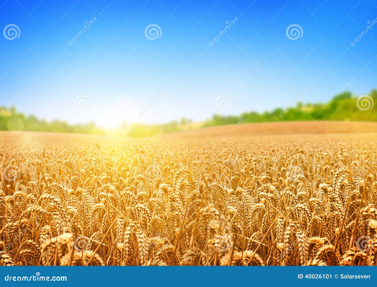 golden wheat field