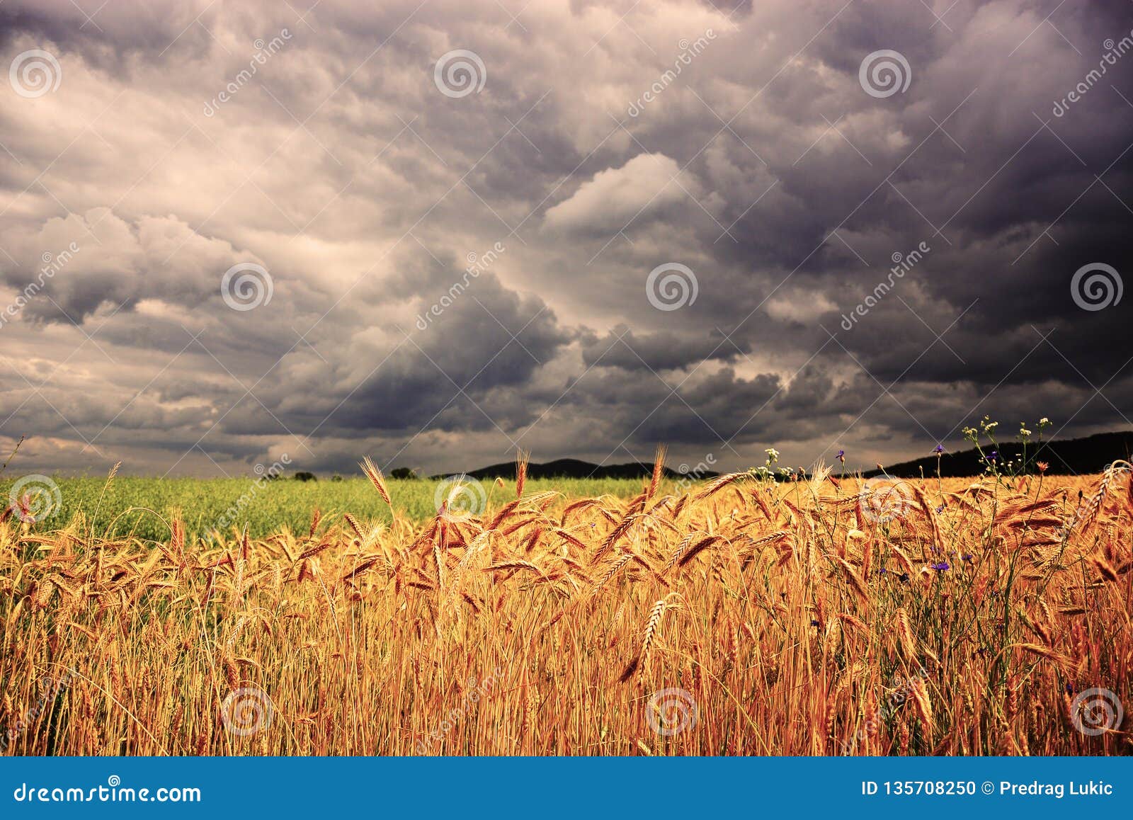 Field of Wheat in Front of the Storm Stock Photo - Image of bright