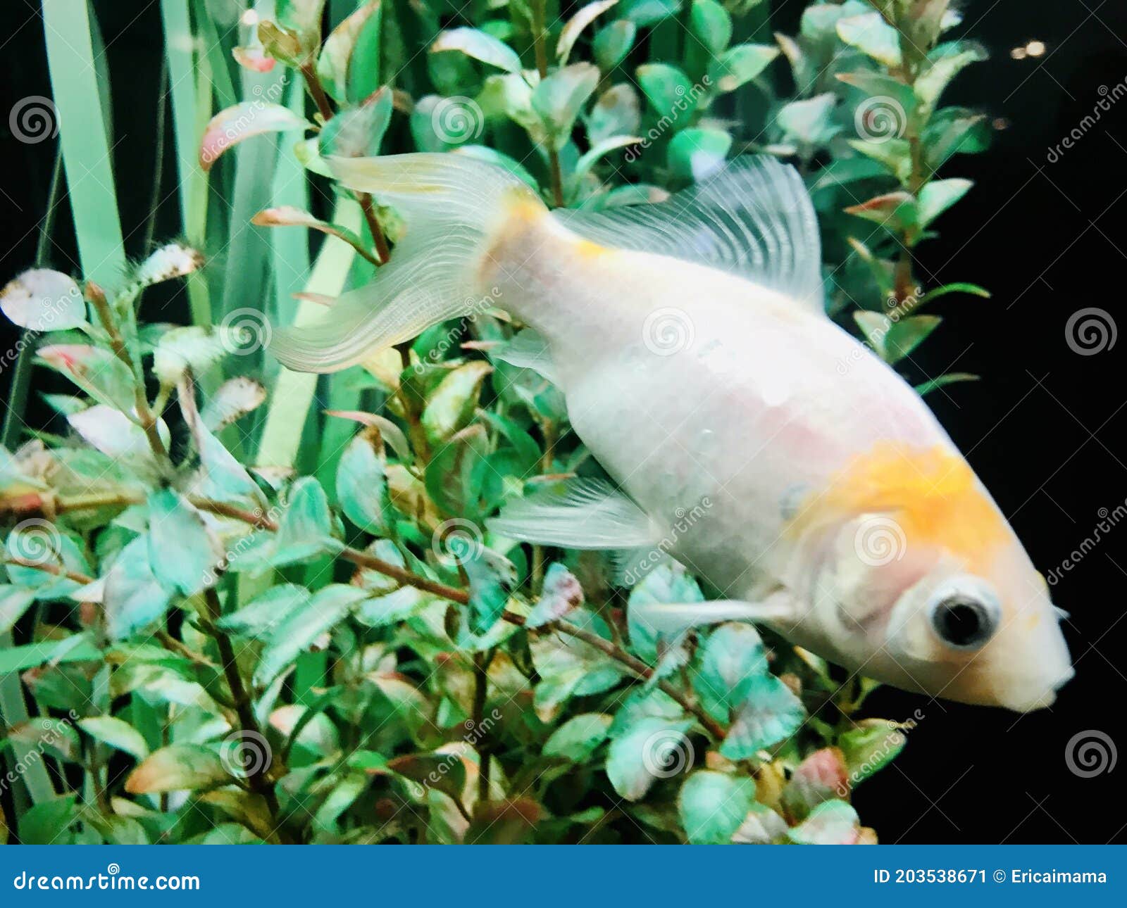 Gold Fish in Aquarium Tank. Swimming Down. Stock Image - Image of home,  black: 203538671