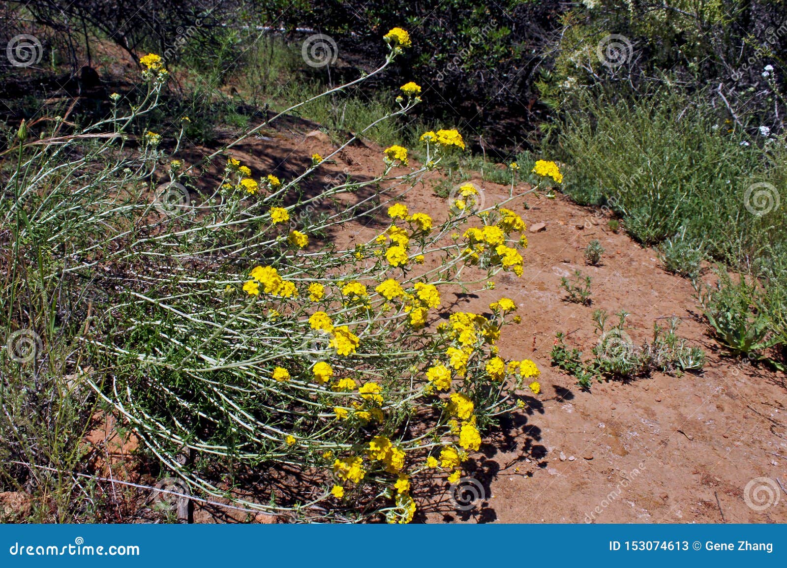 golden yarrow, yellow yarrow flowers