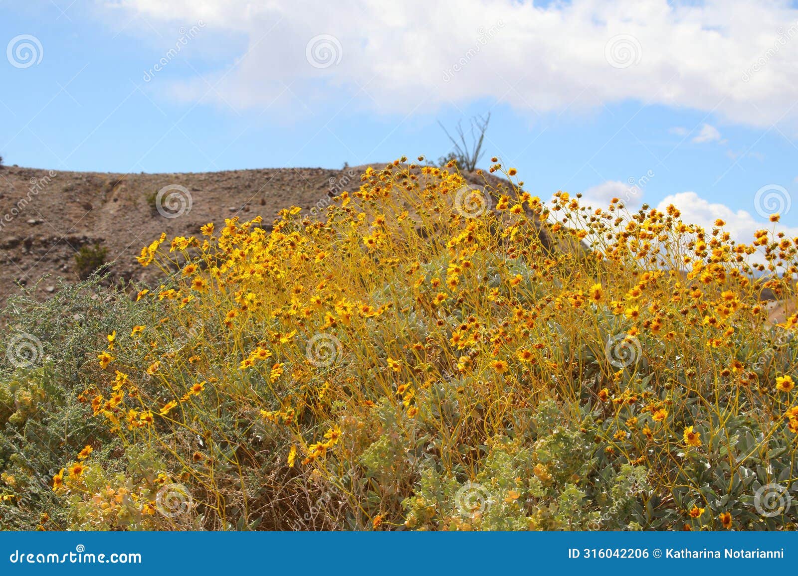 california park series - anza-borrego desert - brittlebush flowering plant - encelia farinosa