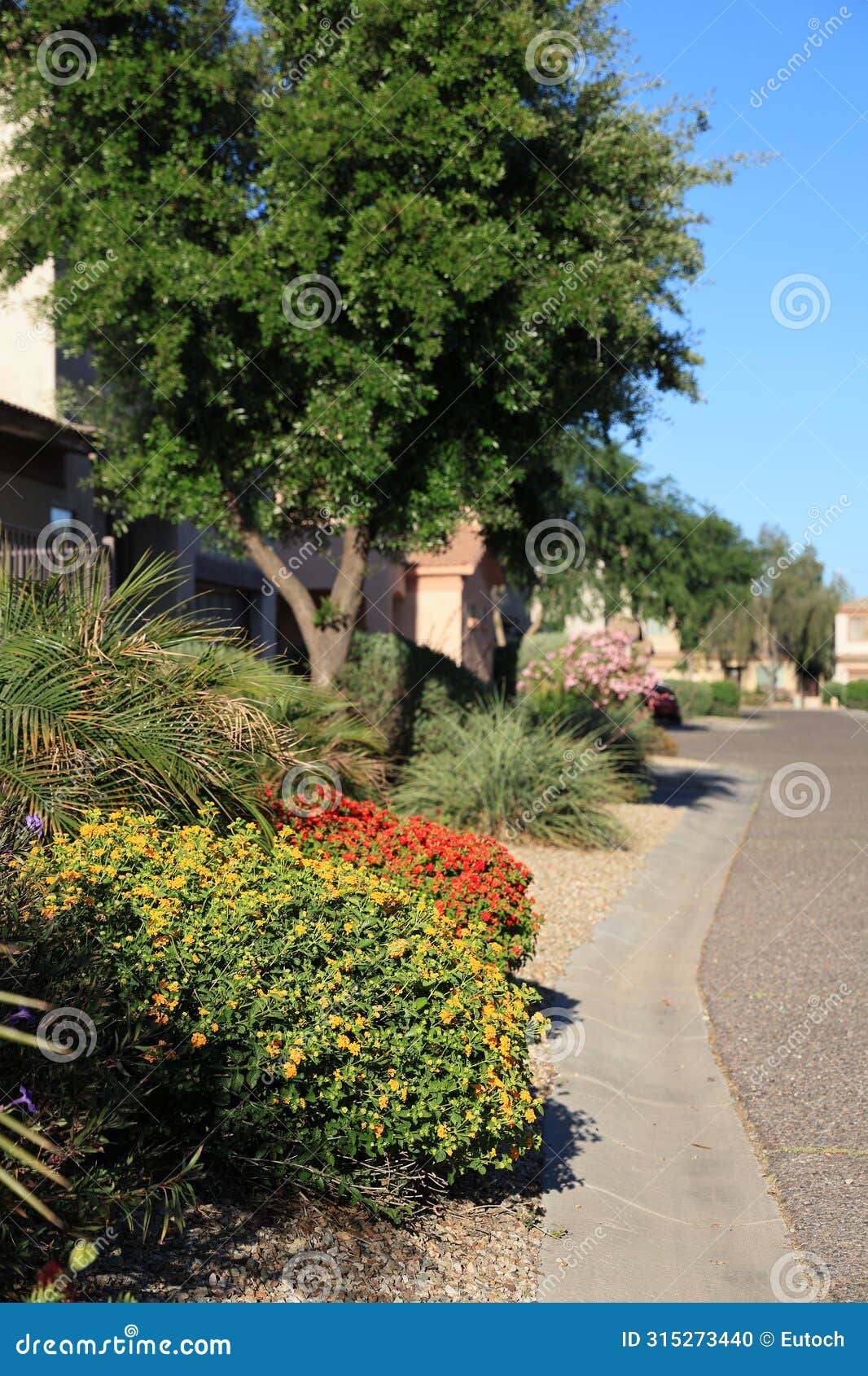 golden yellow lantana camara in street xeriscaping