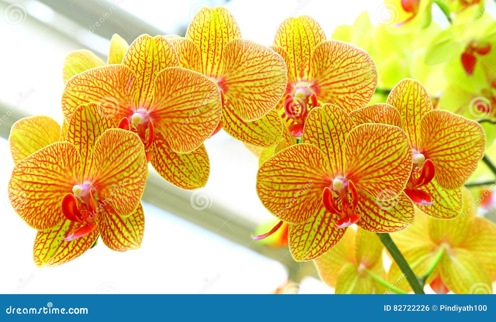 Golden Yellow Phalaenopsis Orchids Stock Photo - Image of nature, delicate:  82722226