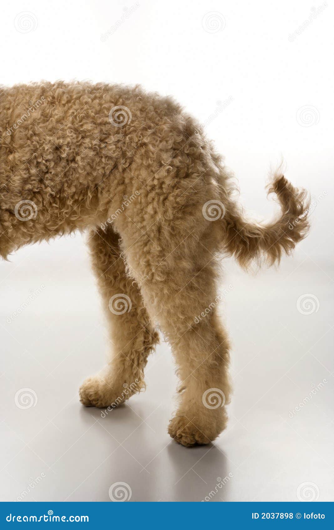 Goldendoodle Dog Hindquarters. Stock Photo Image of doodle, curly