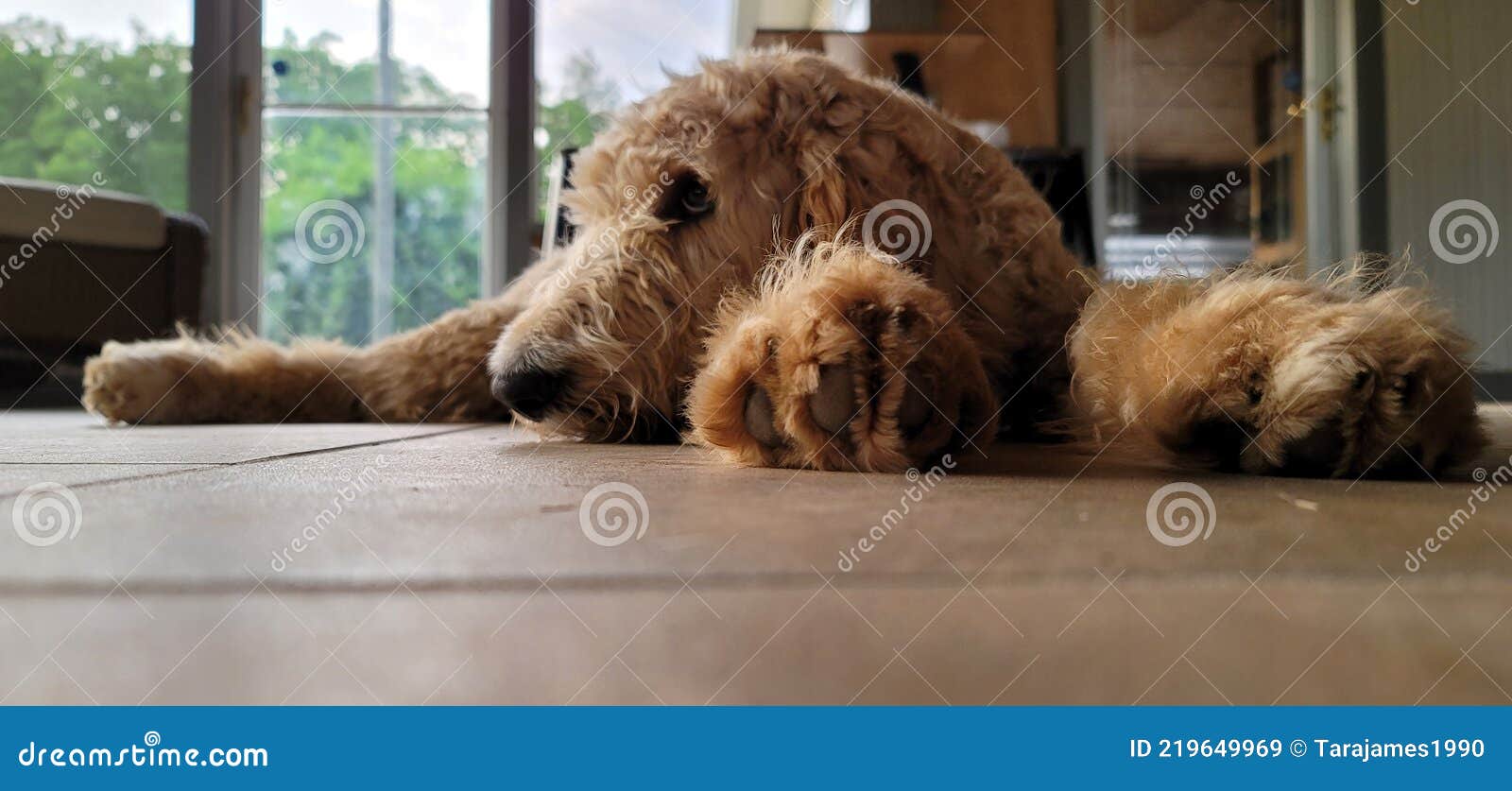 Goldendoodle Resting on Sunny May Afternoon in Eastern Kentucky Stock