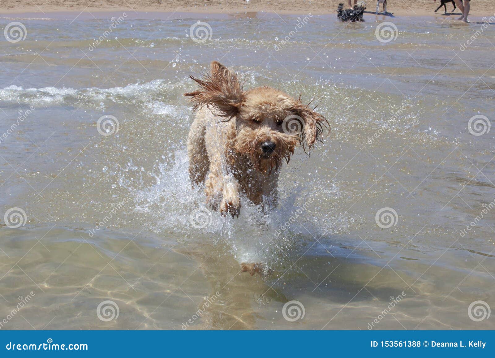 lakeview goldendoodle