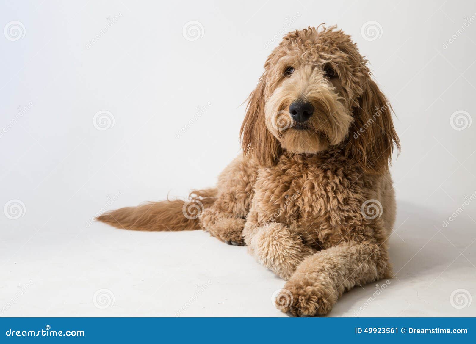 Goldendoodle Dog Breed Information - Purina