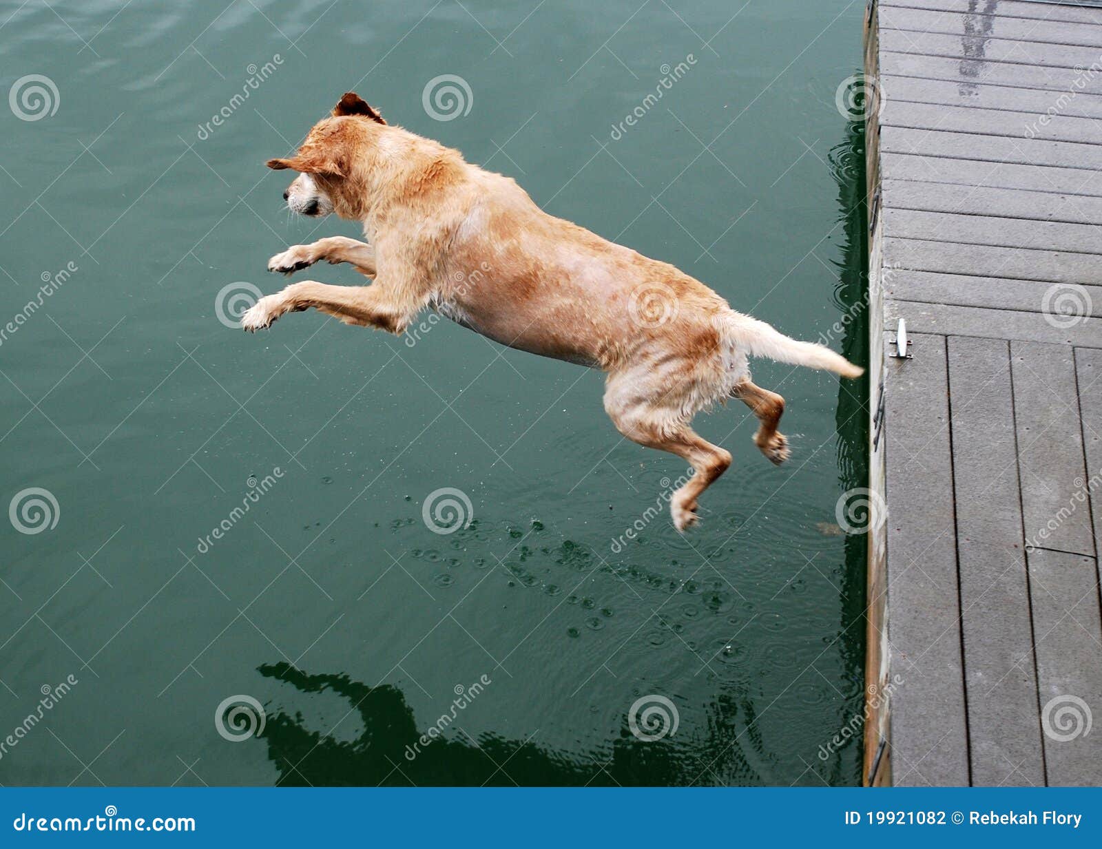 Goldener Apportierhund-Hund springt weg vom Dock. Ein großer alter Hund des goldenen Apportierhunds springt weg vom Hund und in das Wasser unten