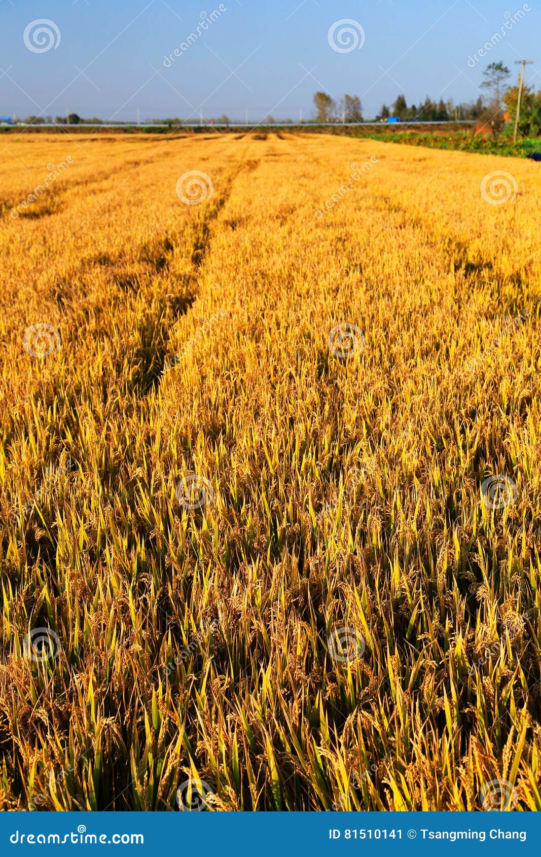 Goldener Farbreis archivierte im countryard von Gaoyou-Stadt, China. Goldener Farbreis archivierte im countryard von Gaoyou-Stadt, Jiangsu-Provinz, China