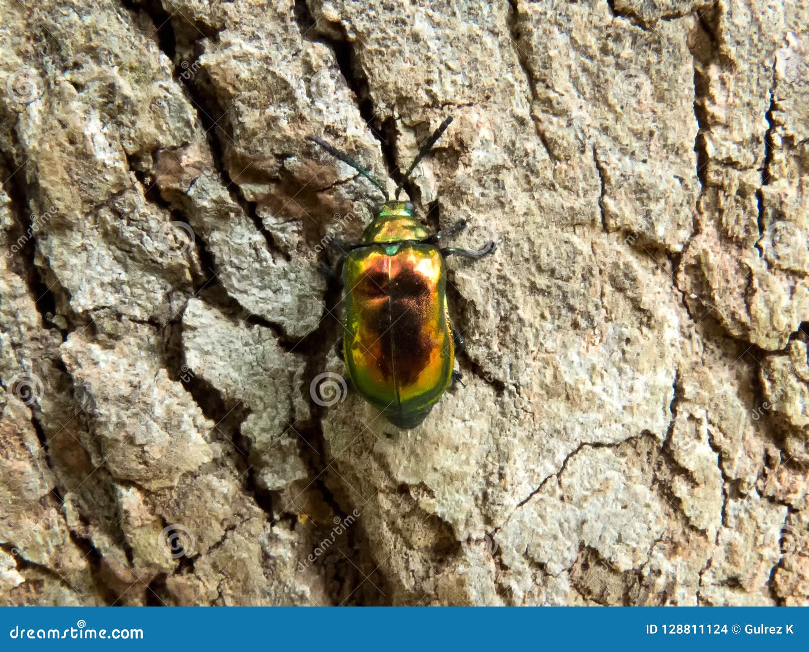 Goldener Grüner Käfer Auf BaumStamm Stockfoto Bild von irisierend