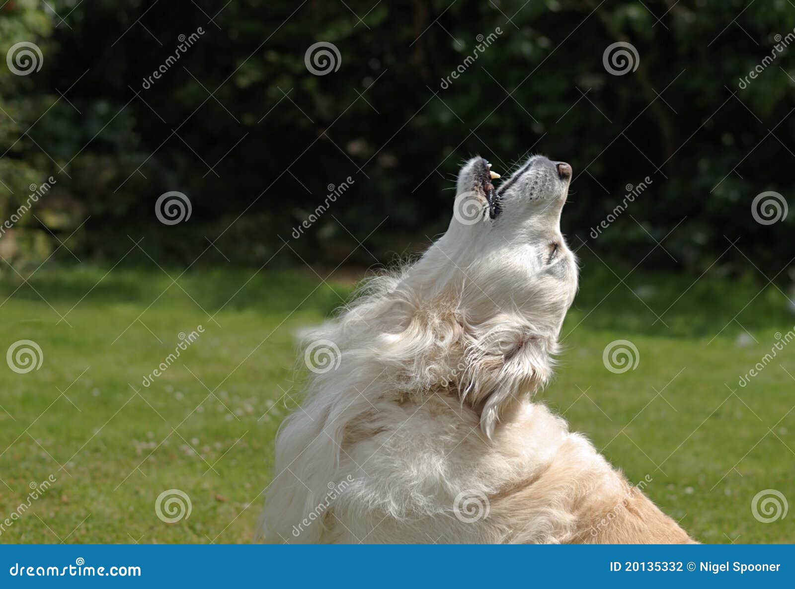 Goldener Heulender ApportierhundHund Stockfoto Bild von stimmung