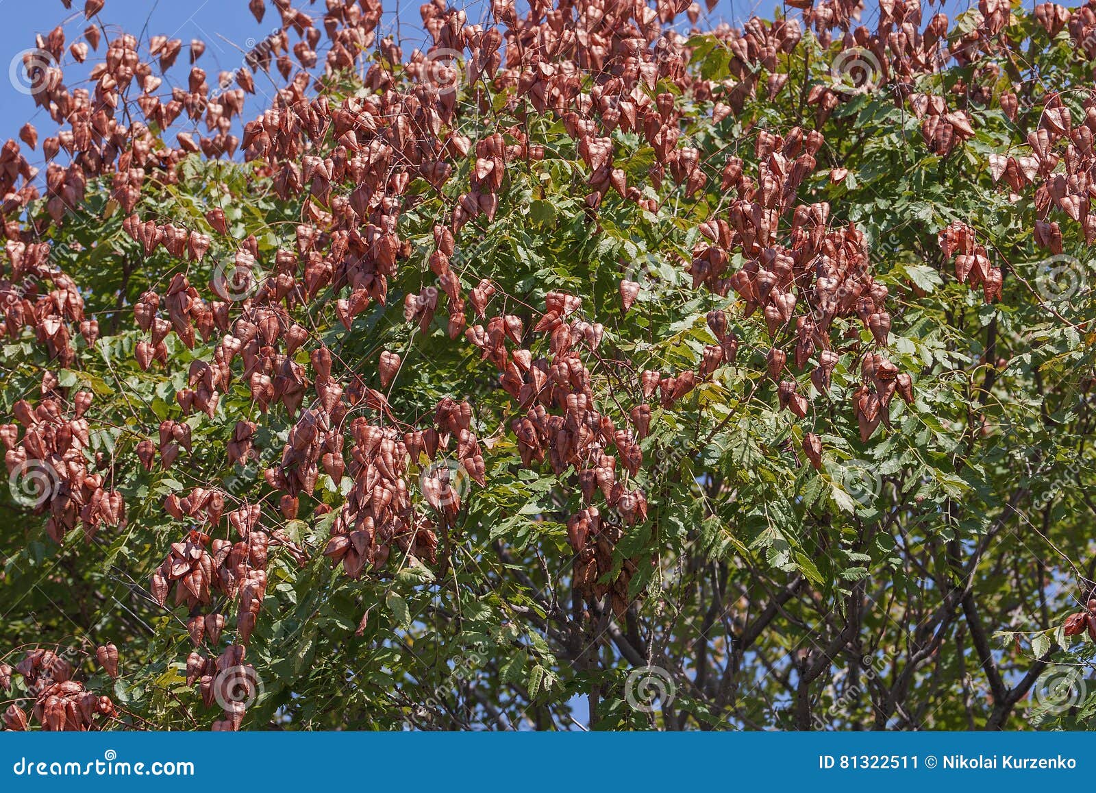 goldenrain tree with fruits