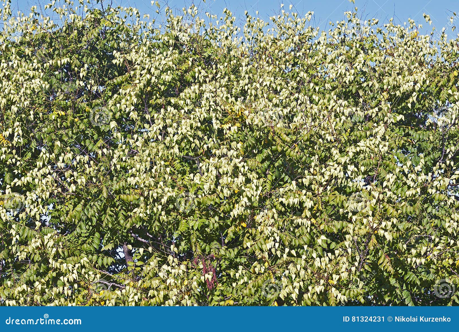goldenrain tree with fruits