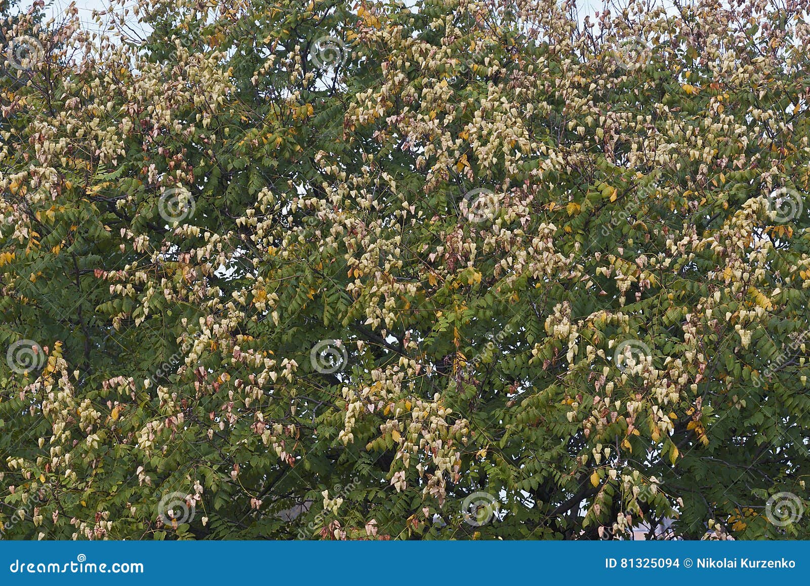 goldenrain tree with fruits
