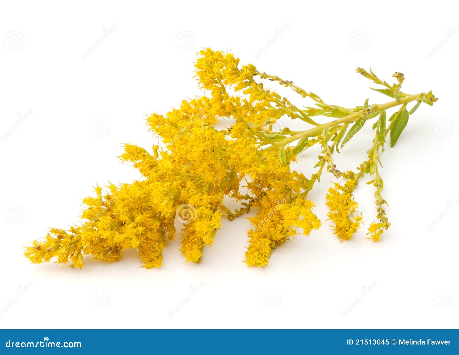 Goldenrod stock image. Image of green, blooming, flowers - 21513045