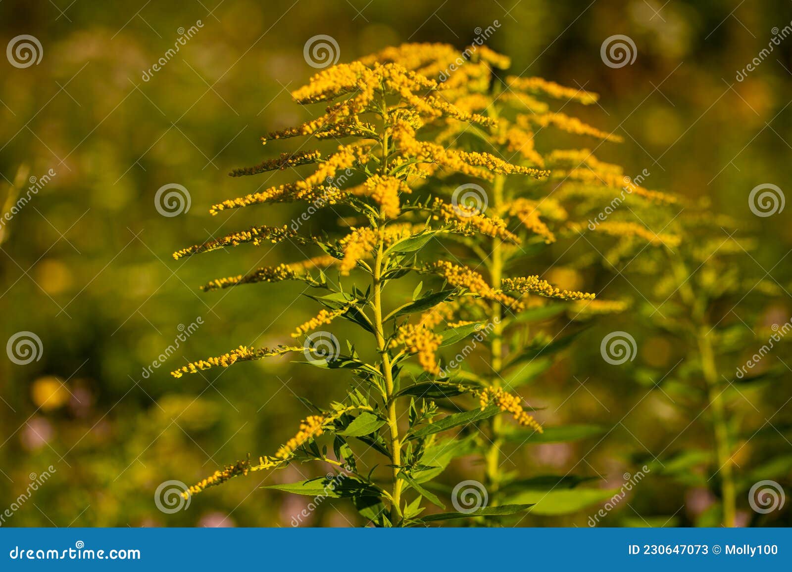 Goldenrod in Autum, Botany, Growth Stock Image Image of bloom, nature