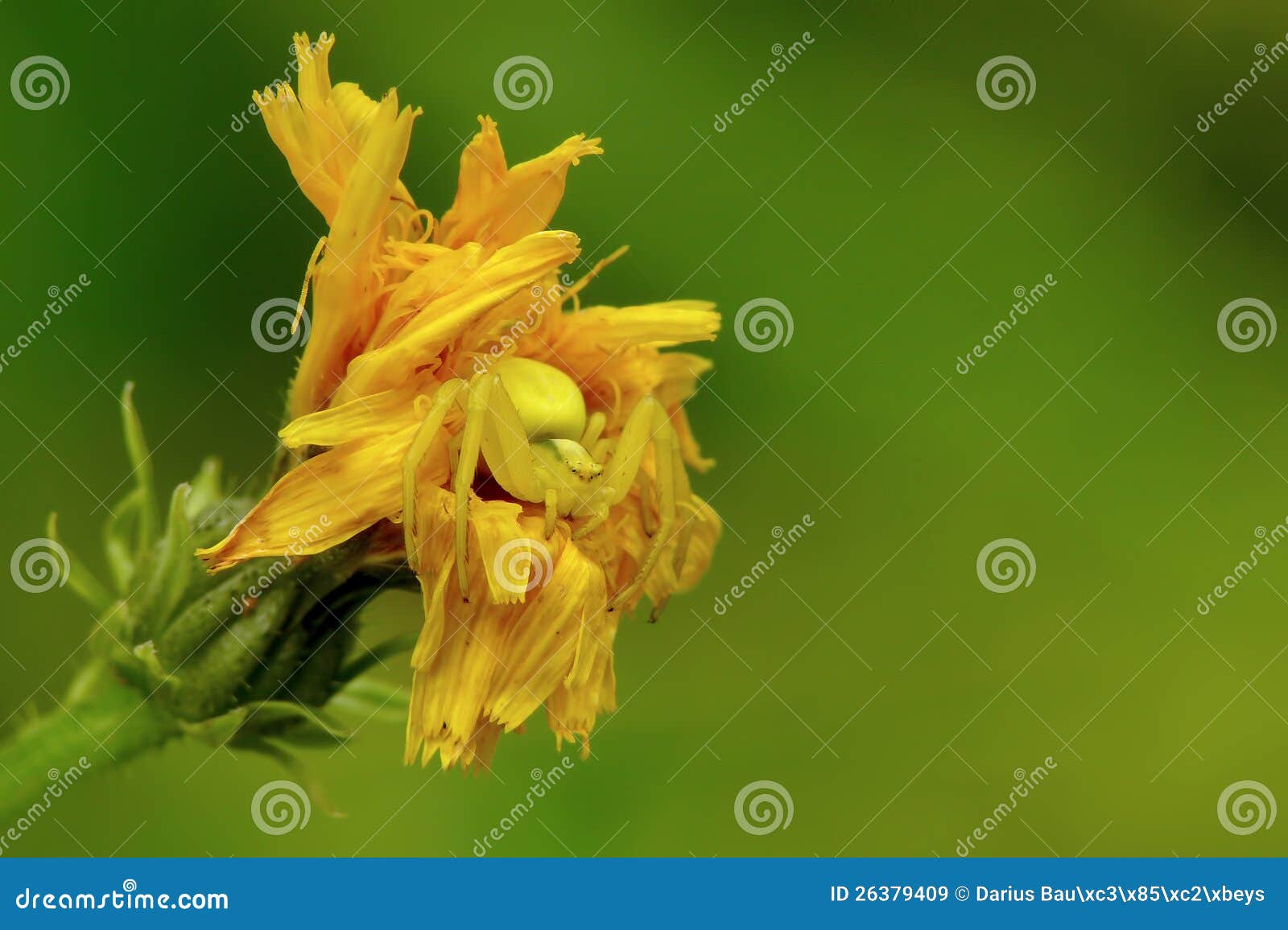 Goldenrod crab spider stock image. Image of hunt, crab 26379409