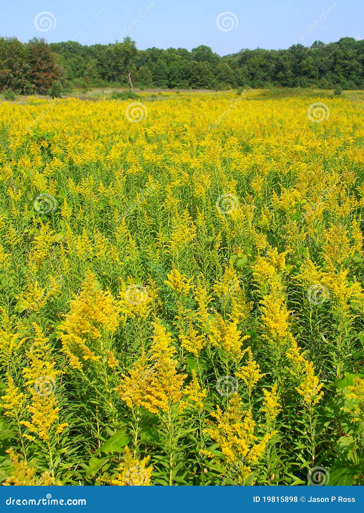 Goldenrod Field Scene stock photo. Image of illinois 19815898