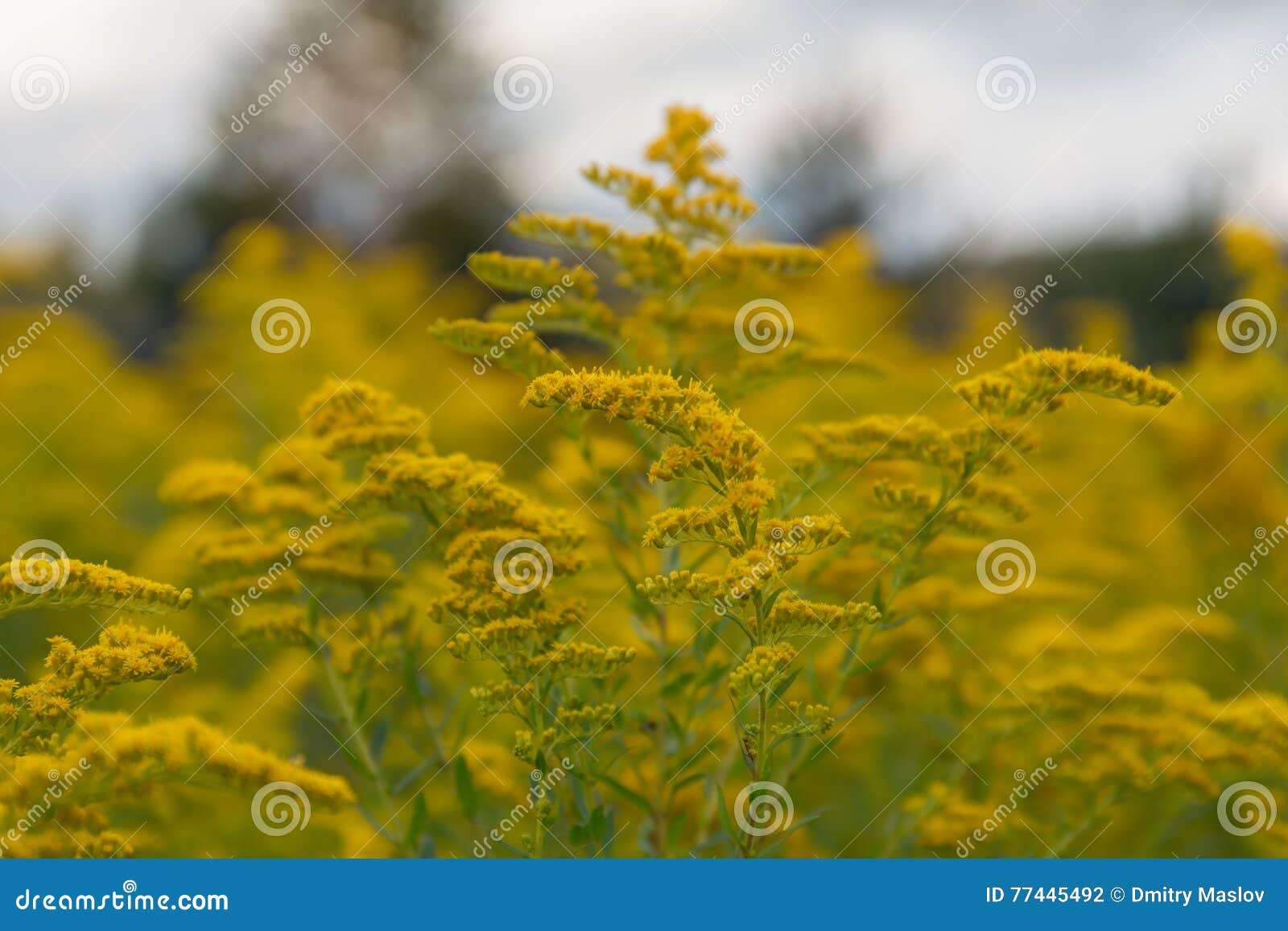 Goldenrod Flower in a Meadow Stock Photo Image of yellow, growth