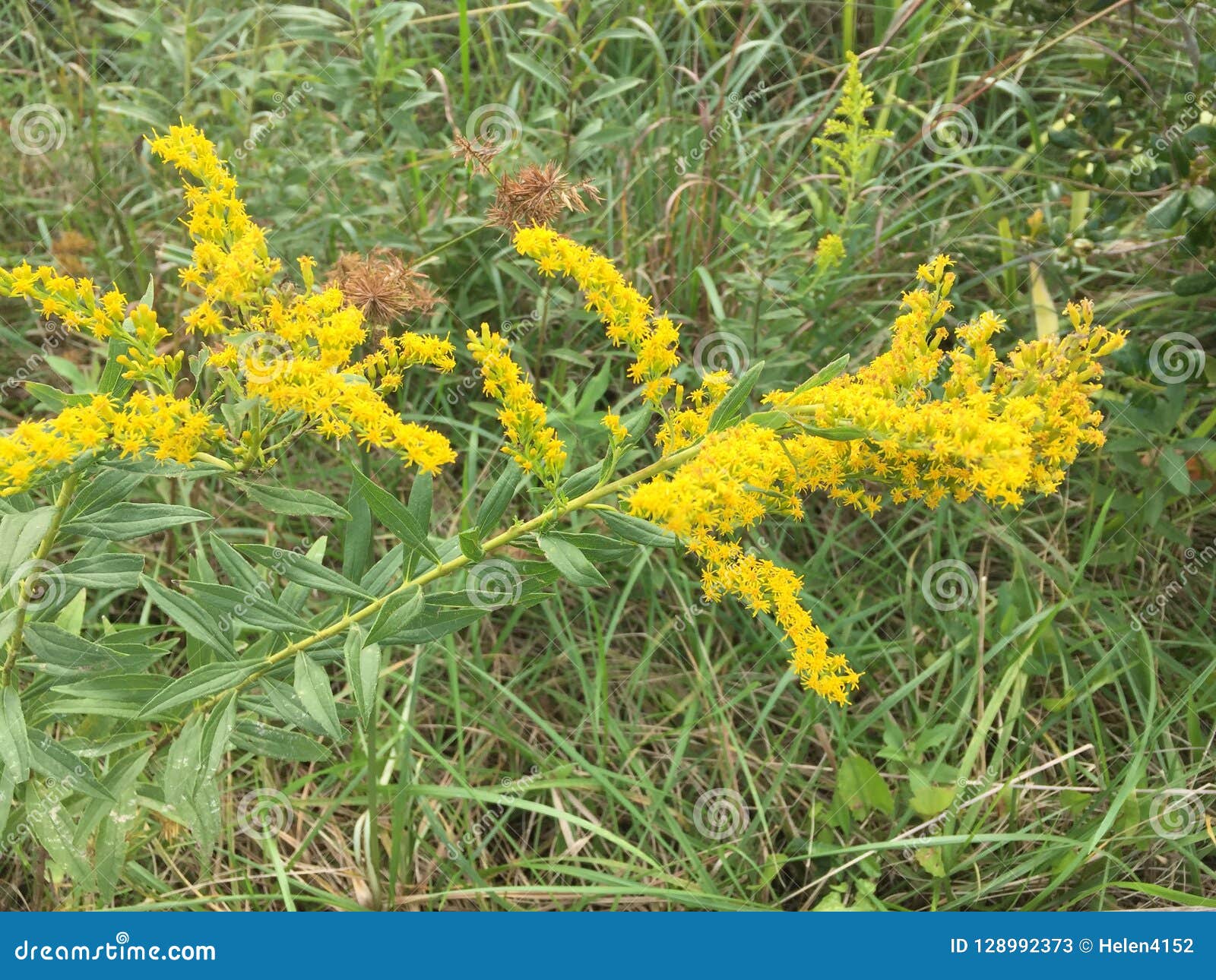 Goldenrod A Weed That Is Confused With Ragweed Stock Image Image Of Weed Pretty 128992373
