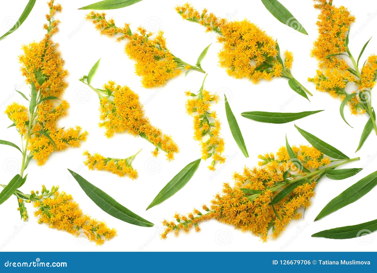 Solidago Gigantea Royalty-Free Stock Photography | CartoonDealer.com ...