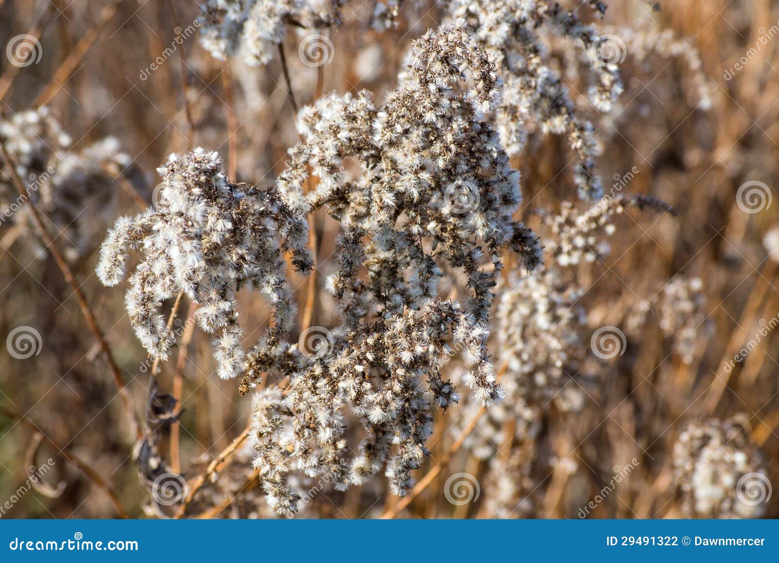 Goldenrods in Winter CloseUp Stock Photo Image of bright, frost