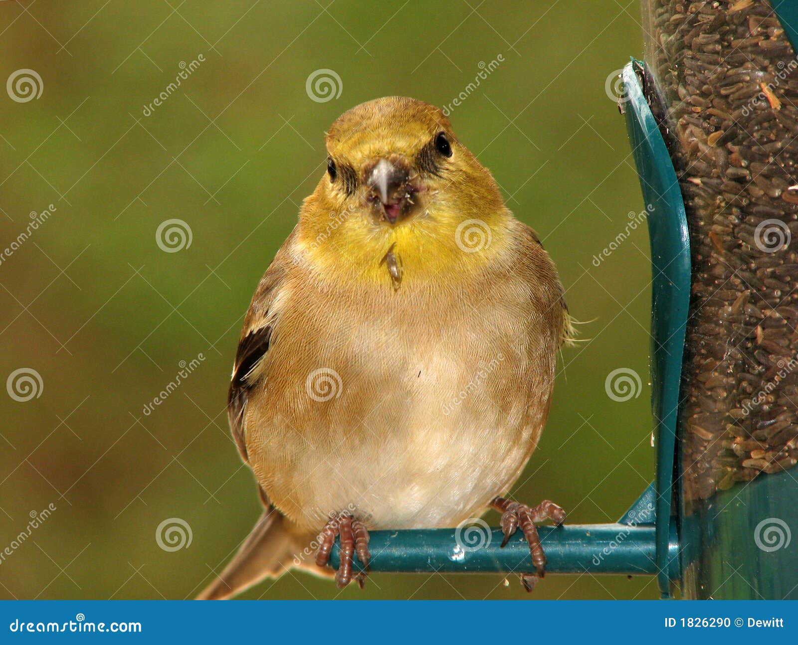 Goldfinch americano na plumagem do inverno