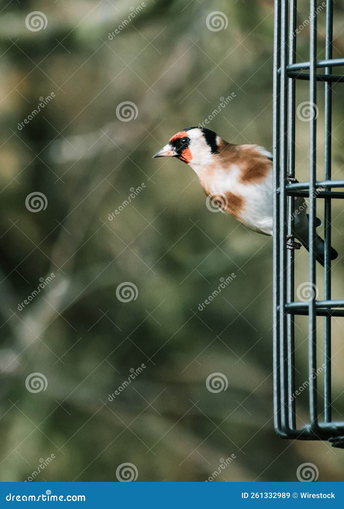 Goldfinch Bird Perched on a Cage. Stock Image Image of beautiful
