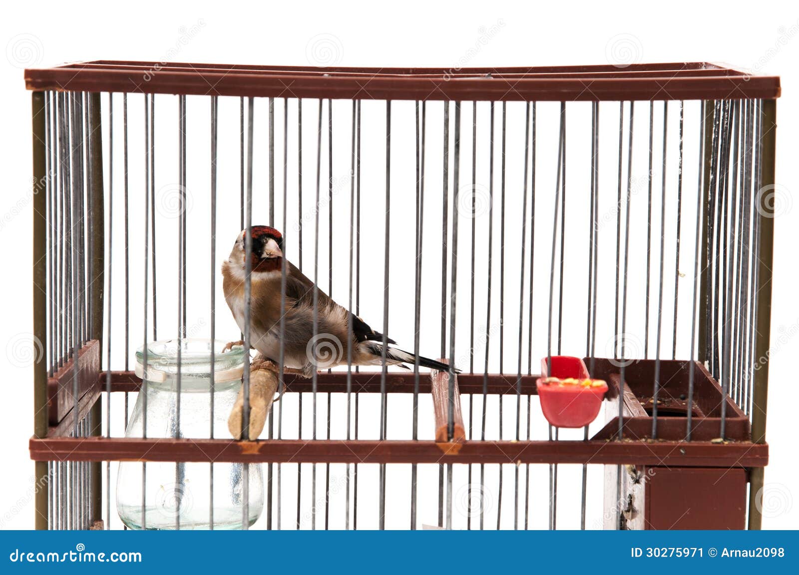 Goldfinch in a cage stock image. Image of perched, branch 30275971
