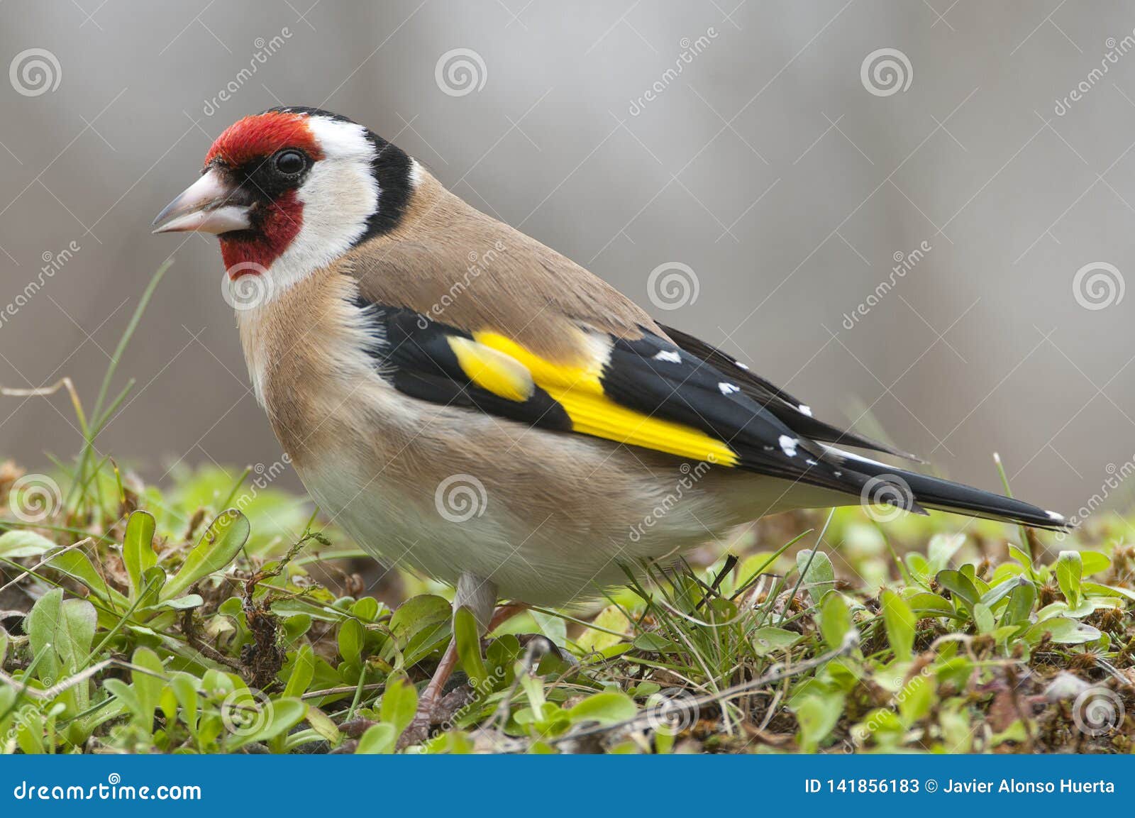 goldfinch - carduelis carduelis, portrait looking for food, plumage and colors