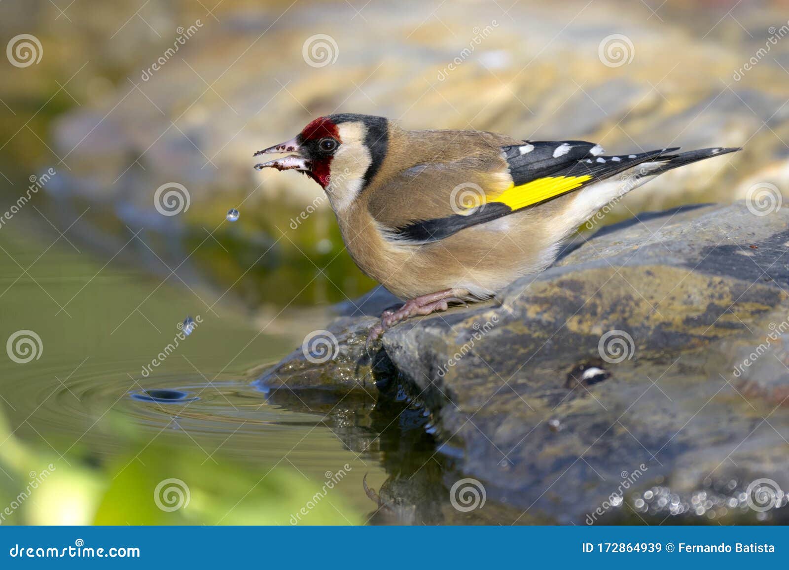 goldfinch - pintassilgo - carduelis carduelis