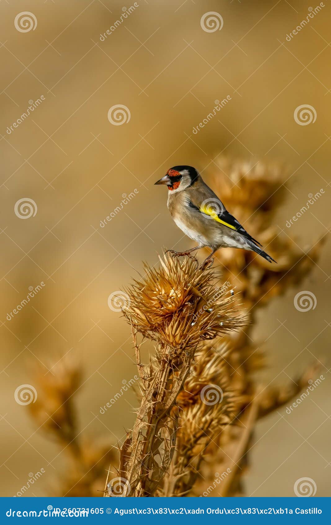 goldfinch, perched on a thistle, with out of focus background.