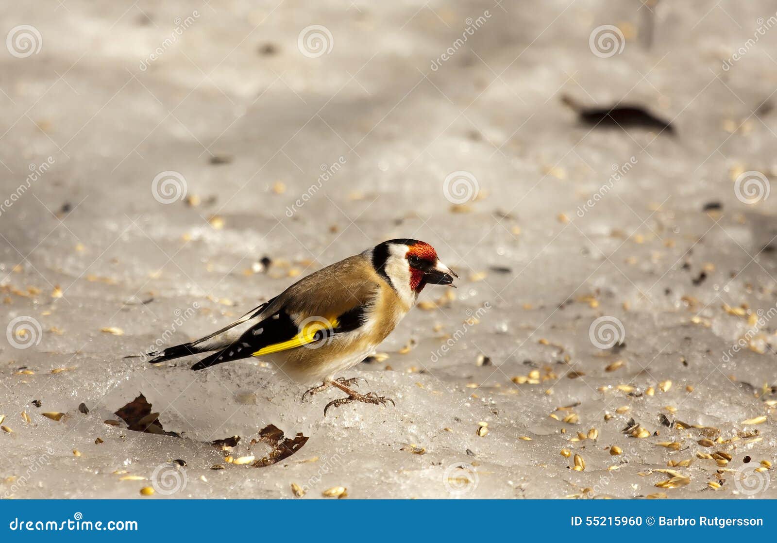 A goldfinch on a slippery surface