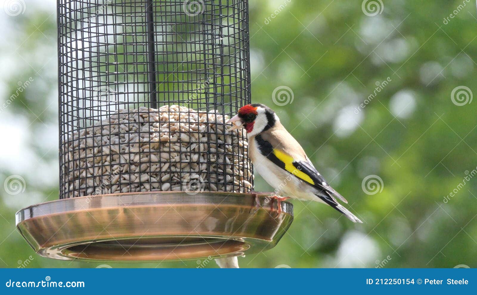 Goldfinches Feeding from a Bird Table of Mixed Seeds UK Stock Photo Image of nature, songbird