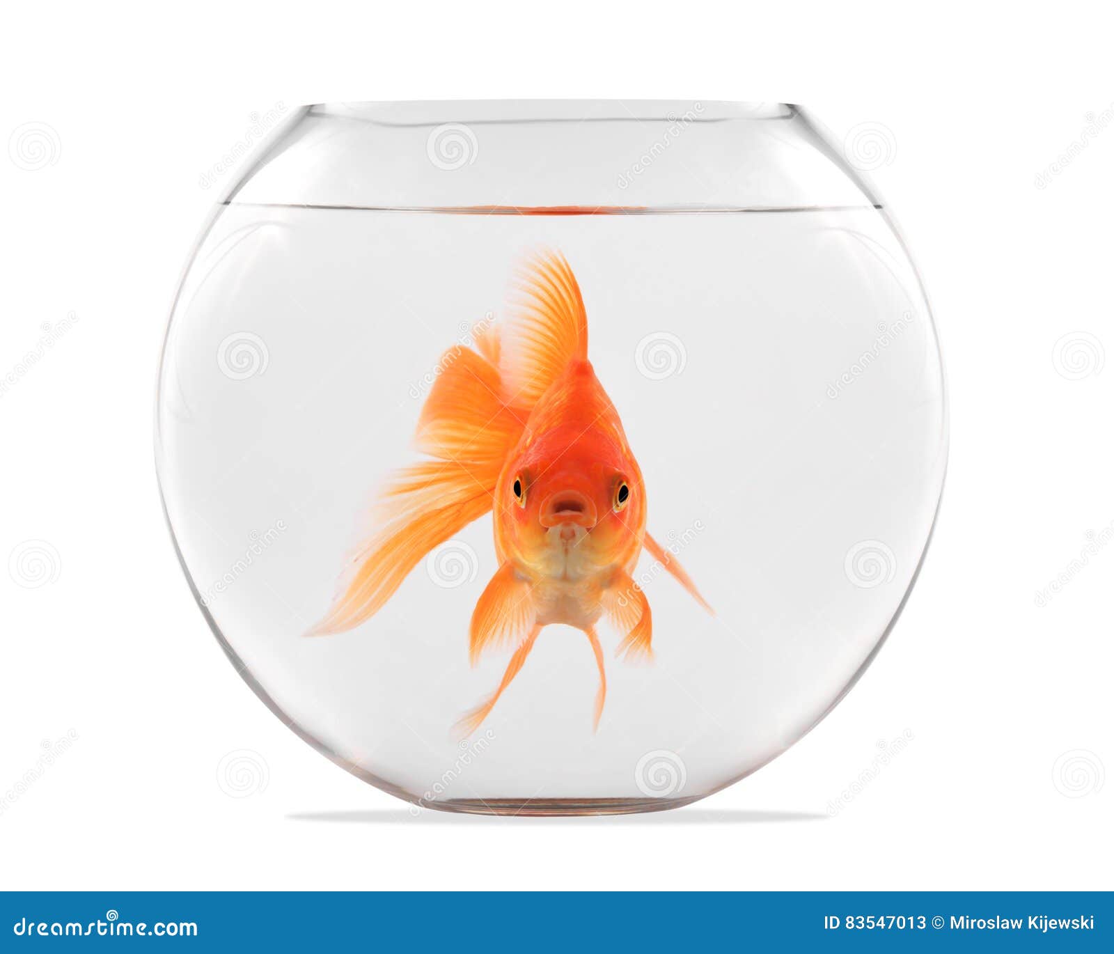 Goldfisch, Der in Glasbereich Schwimmt Stockbild Bild von schwimmen