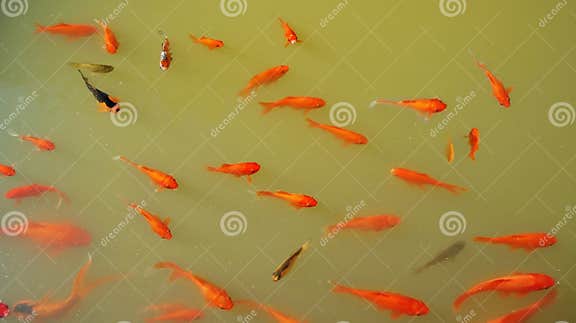 Goldfisch in einem Teich stockbild. Bild von orange, unterwasser 28673271