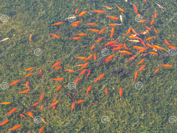 Goldfisch im Gartenteich stockbild. Bild von teich, schön 194479793