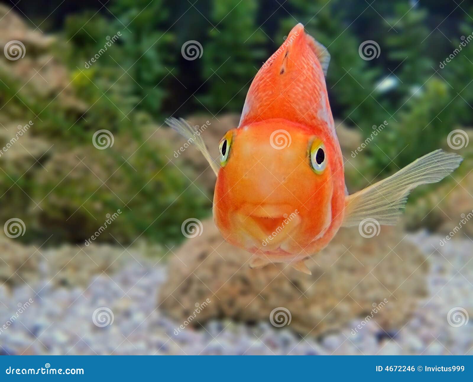 Goldfisch-Lächelnnahaufnahme. Goldfischlächeln-Nahaufnahmestimmung auf einem Gesicht tropischen Underwater