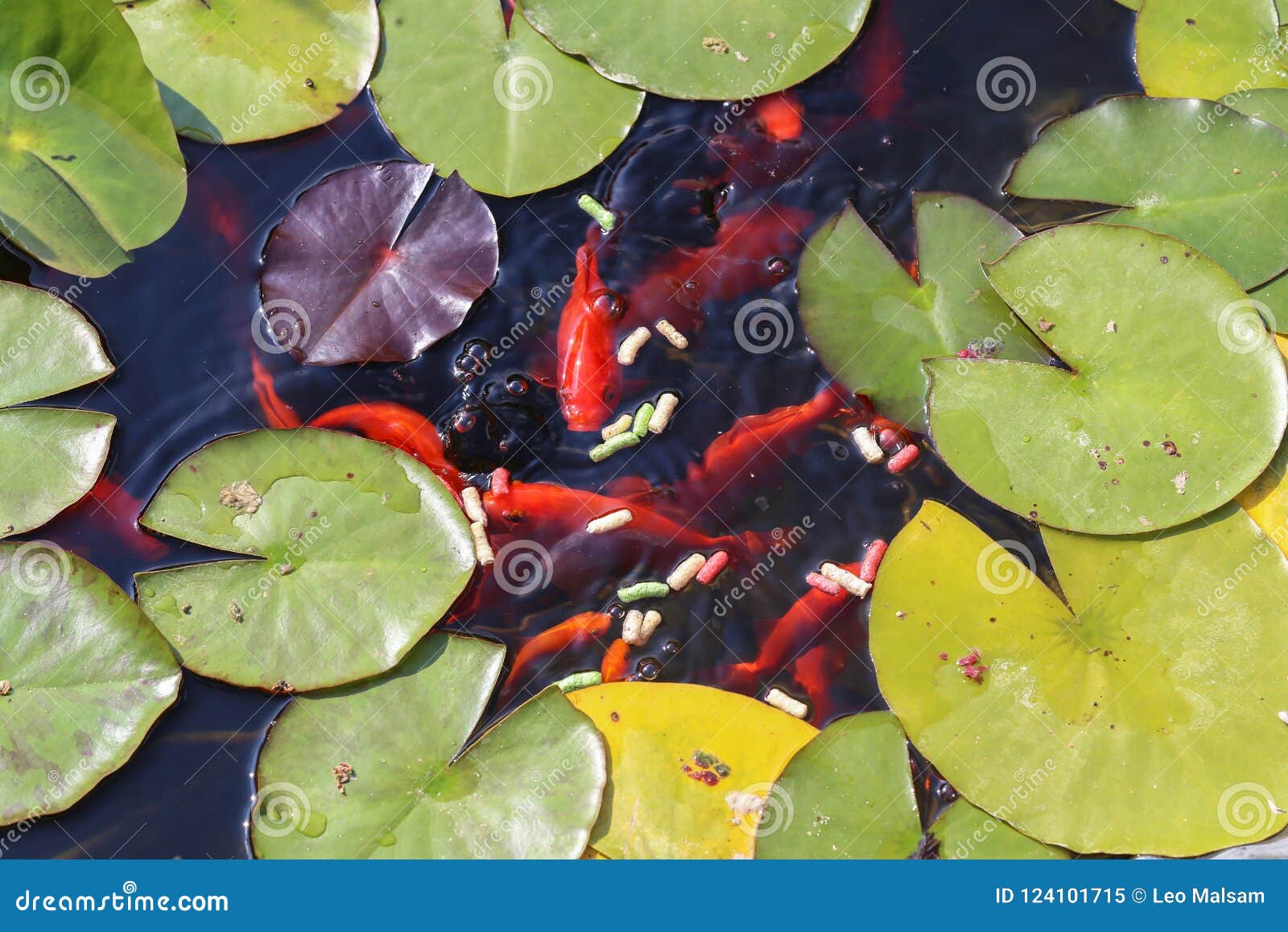 Goldfisch/Goldfisch Nahrung Essen Stockbild Bild von schön