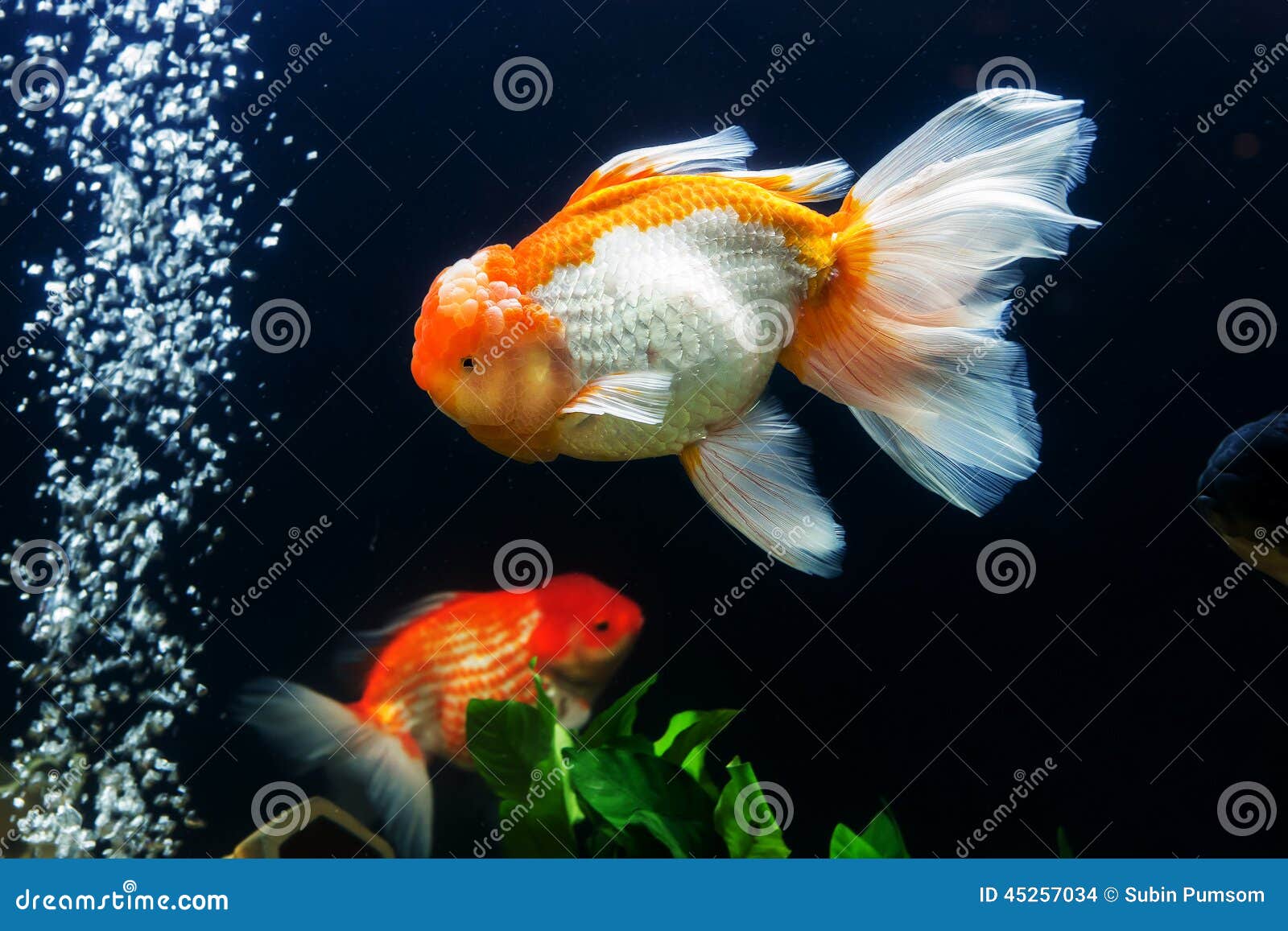 Золотые Рыбки Аквариумные Купить В Спб