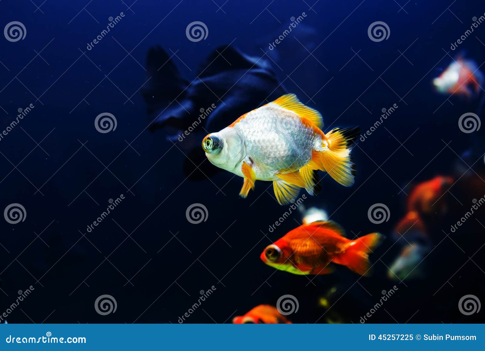 Золотые Рыбки Аквариумные Купить В Спб