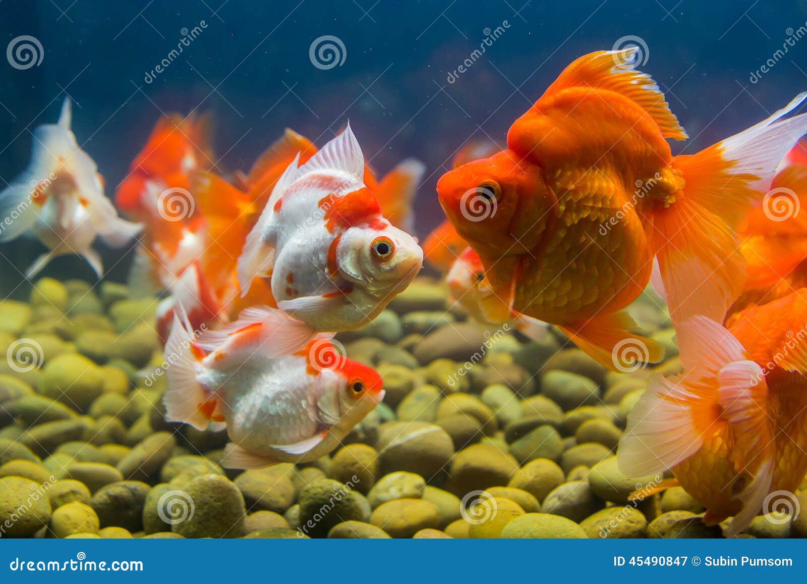 Золотые Рыбки Аквариумные Купить В Спб