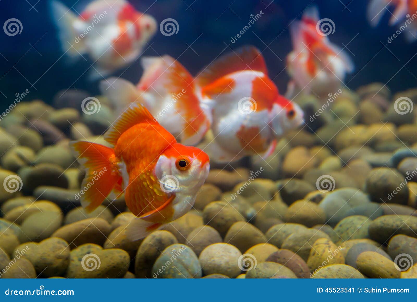 Золотые Рыбки Аквариумные Купить В Спб