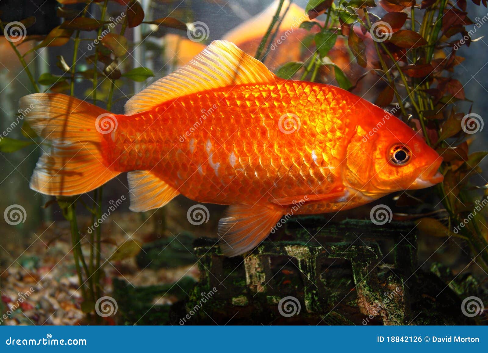 Goldfish stock photo. Image of fish, gravel, nature, water 18842126