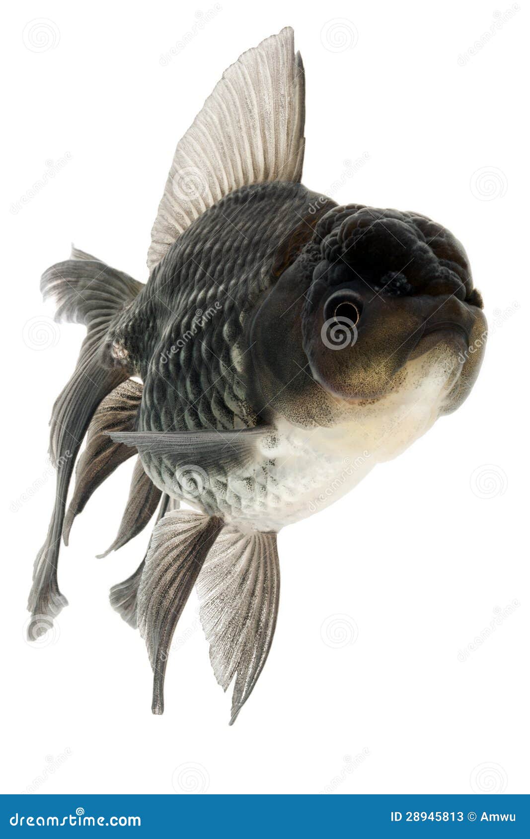 Goldfish Imagen De Archivo Imagen De Blanco Negro Frescura 28945813 goldfish-imagen-de-archivo-imagen-de-blanco-negro-frescura-28945813
