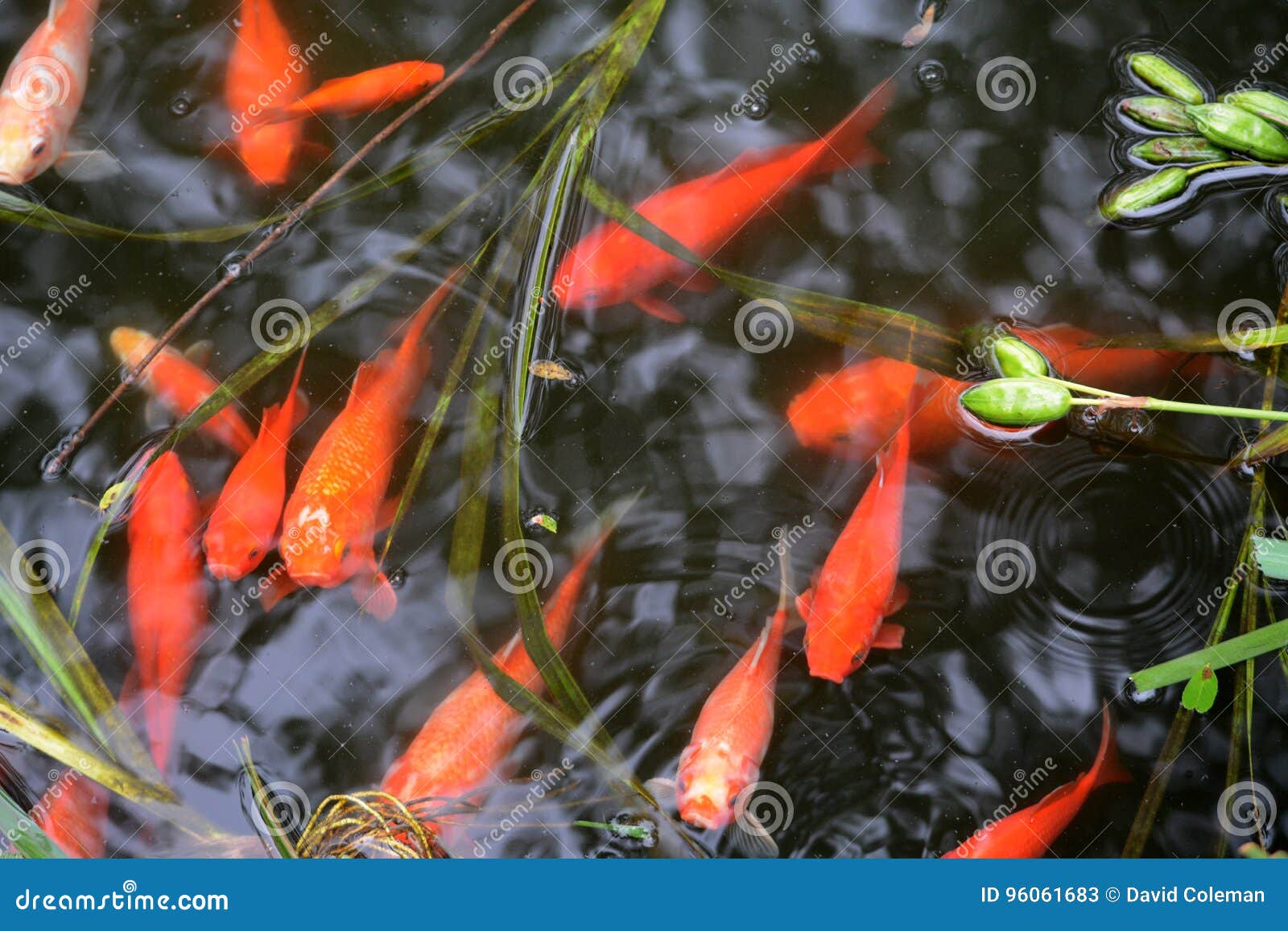 Goldfish stockbild. Bild von aufwartung, nave, oberfläche - 96061683