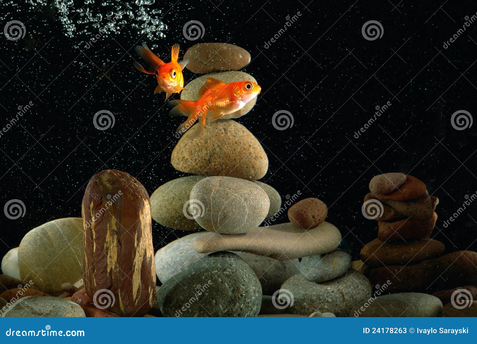 Goldfish in acquario sopra la pietra well-arranged di zen e il bokeh piacevole delle bolle