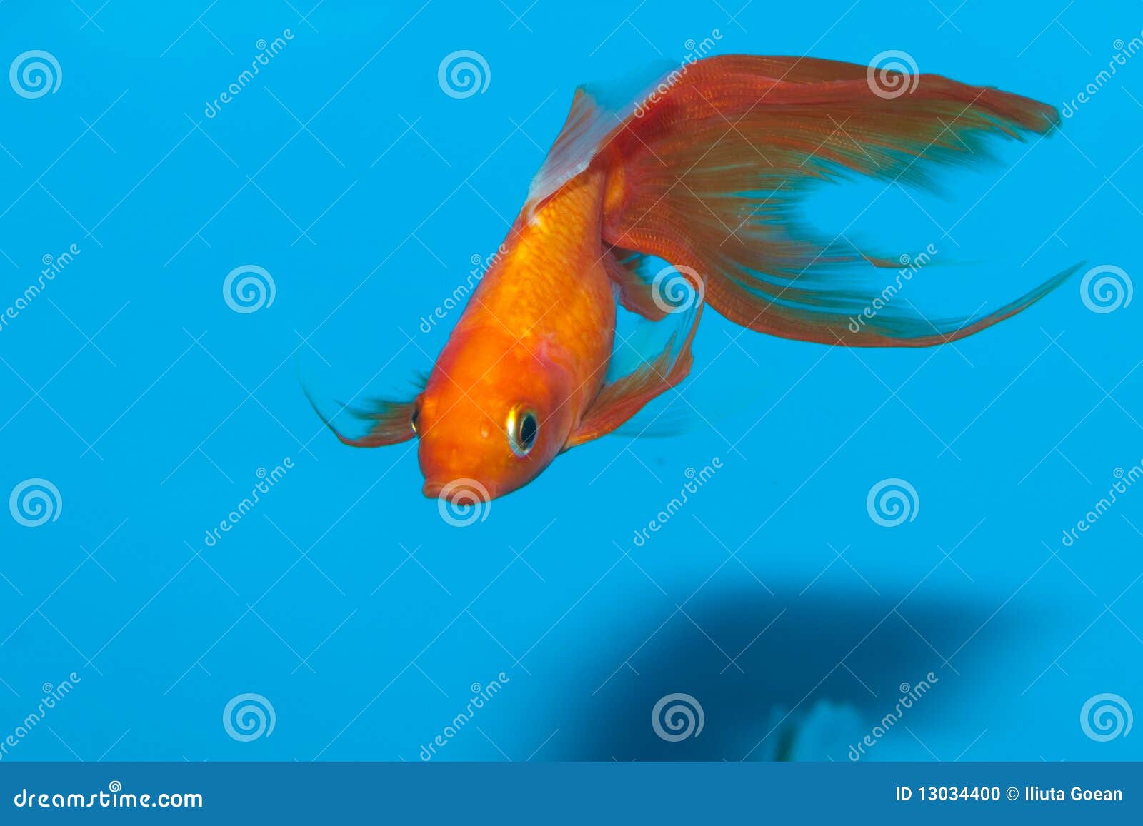 large goldfish aquarium